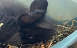 English Lop rabbits for sale: Angora Female bunny and male angora / lop mix  - Image 4