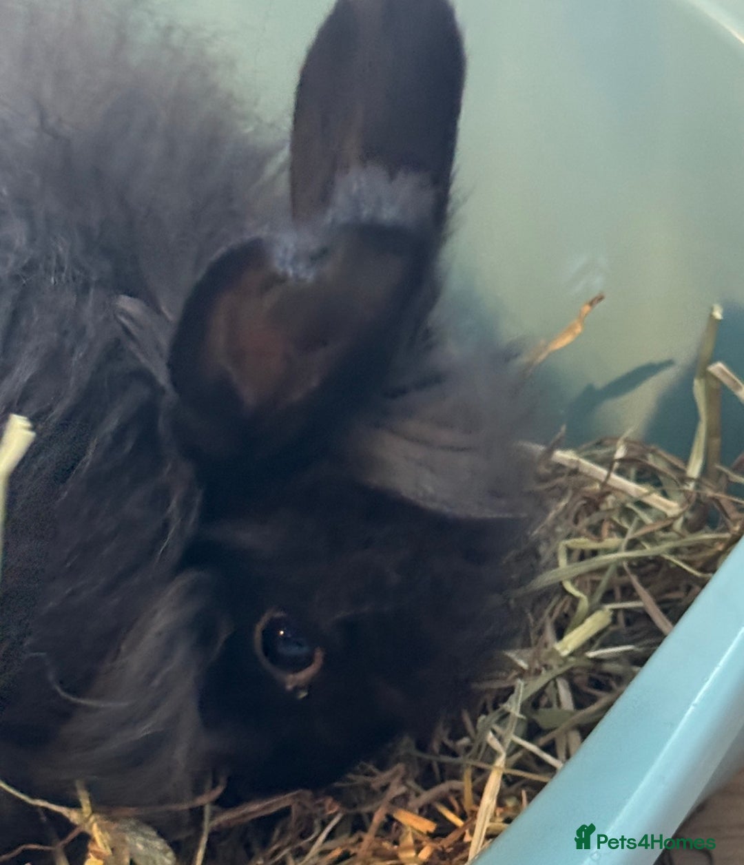 English Lop rabbits for sale: Angora Female bunny and male angora / lop mix  - Image 4