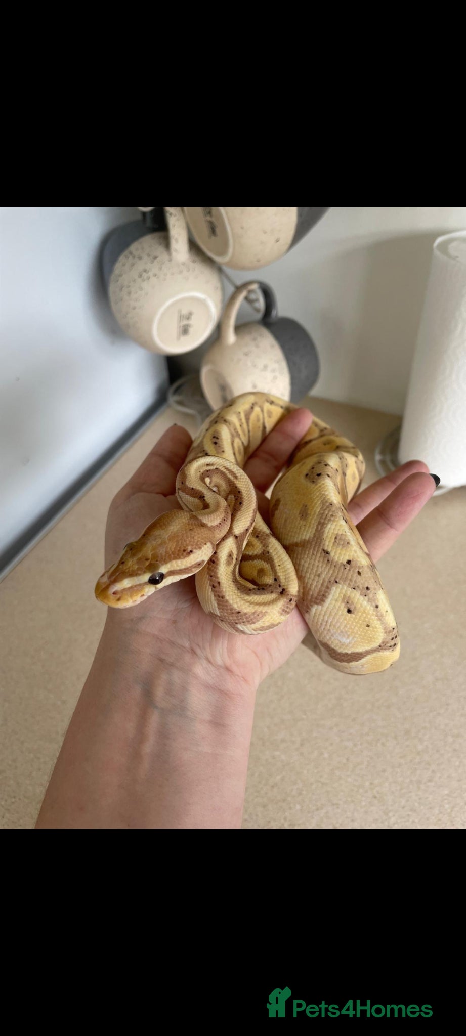 Python Snake reptiles Coral Glow female 5yr - Advert 4