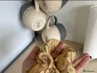 Python Snake reptiles Coral Glow female 5yr - Advert 1