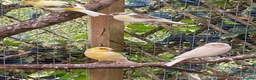 Mixed Breed birds for sale: Mixed birds ideal for new aviary  - Advert 5