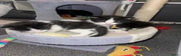 Ragdoll cats for sale: Beautiful Ragdoll Cross Kittens 🐾 - Advert 17