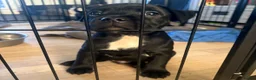 Staffordshire Bull Terrier dogs for sale: KC Registered Staffordshire Bull Terrier puppies in Mansfield - Advert 14