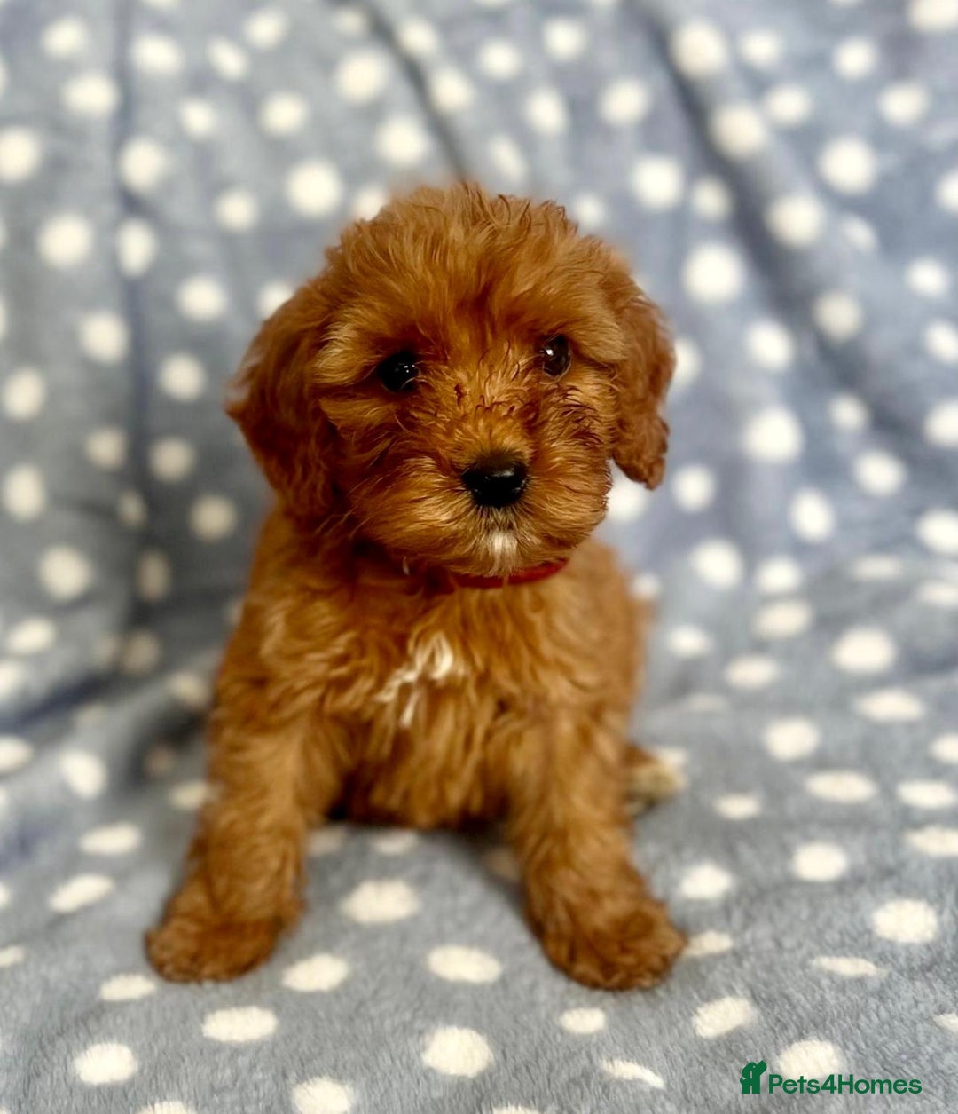 Cockapoo dogs for sale: Beautiful deep red cockapoo puppies  - Image 5