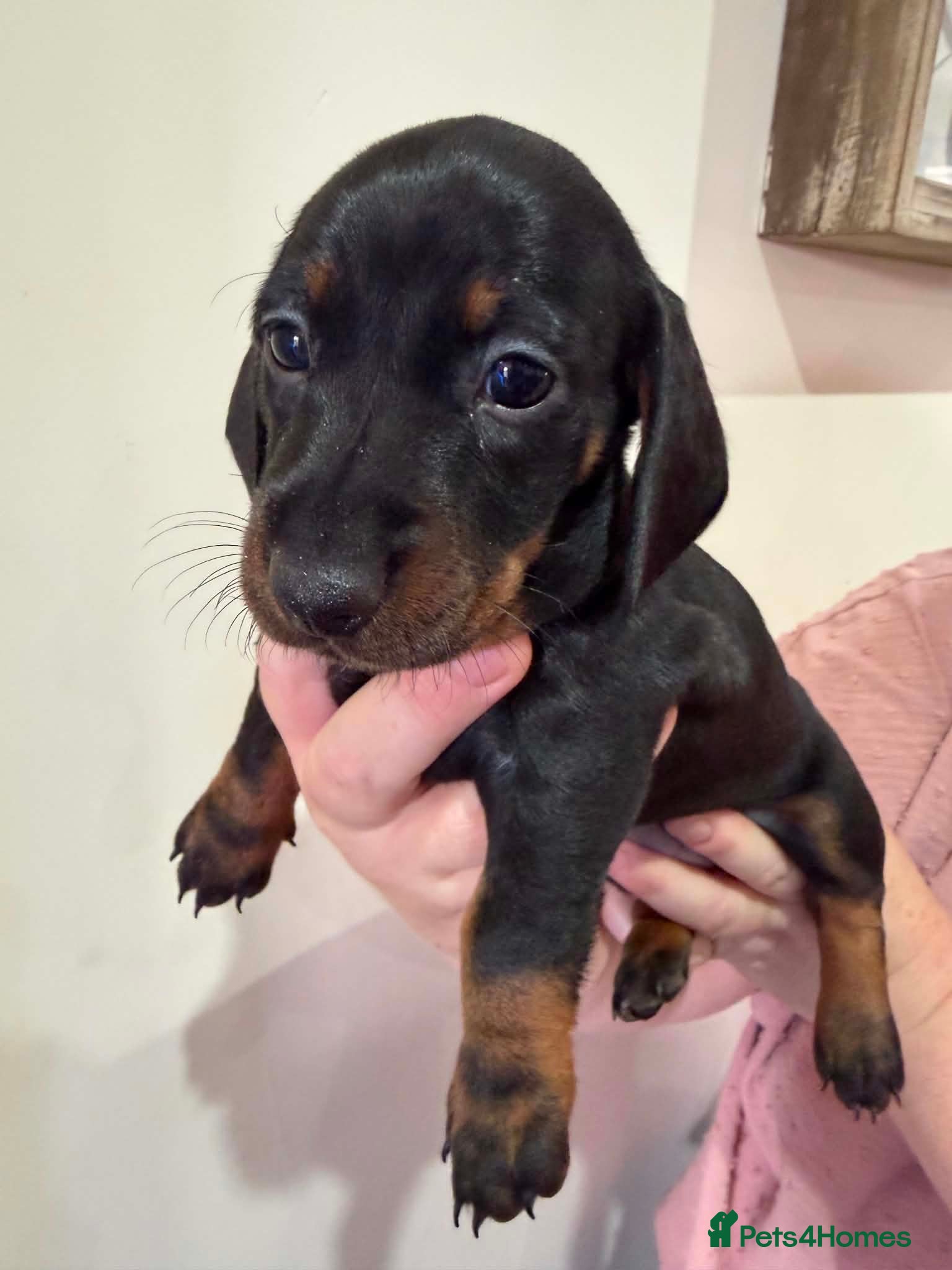 Dachshund dogs READY & REDUCED! Dachshund puppies - Advert 5
