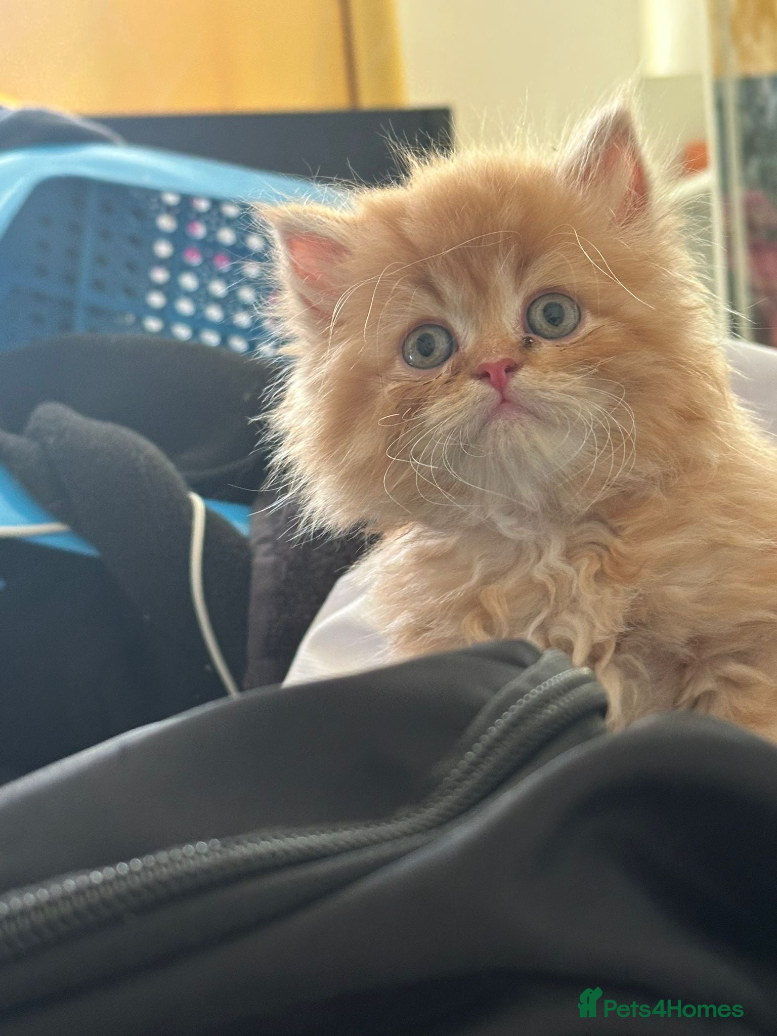 Persian cats for sale: Persian chinchilla  - Advert 22