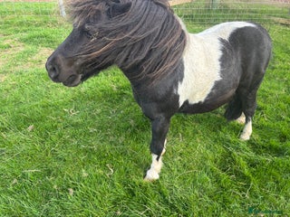 Shetland pony horses for sale: Two legends for sad sale - Advert 1