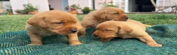 Labrador Retriever dogs for sale: Gorgeous Fox Red Labrador Puppies - KC Reg. - Advert 3