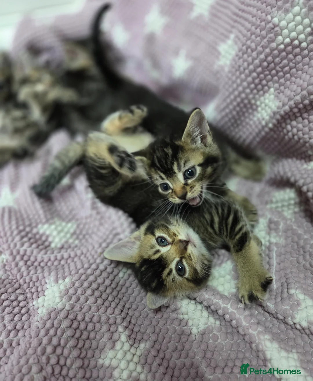 Mixed Breed cats for sale: Beautiful kittens looking for their forever homes  - Advert 2