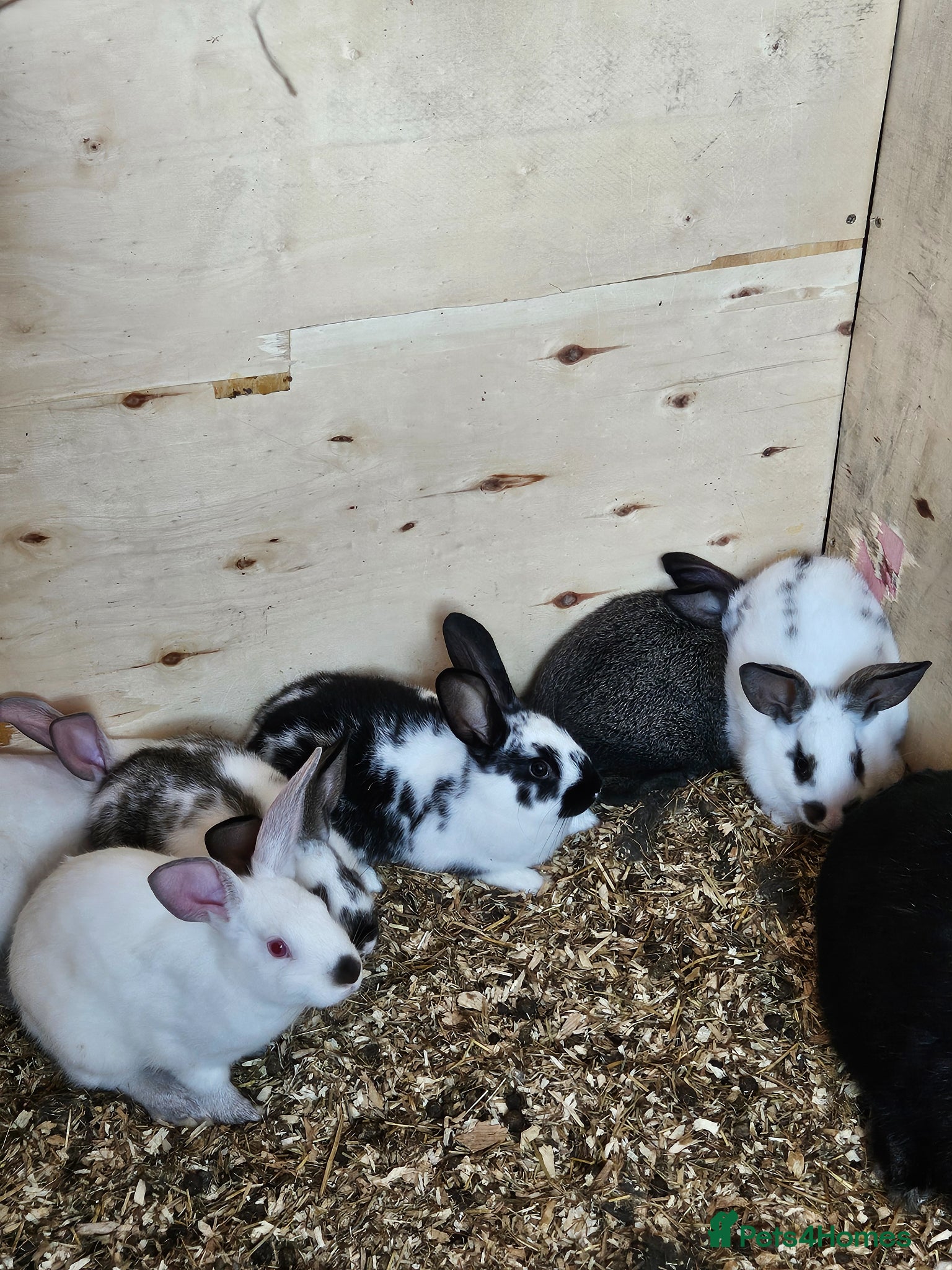 New Zealand rabbits Newzealand baby rabbits - Advert 1