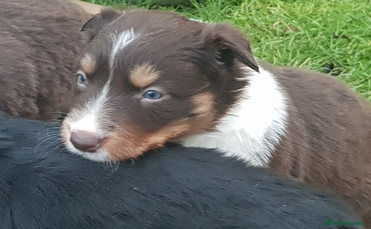 Border Collie dogs KC Registered Pups - Advert 9
