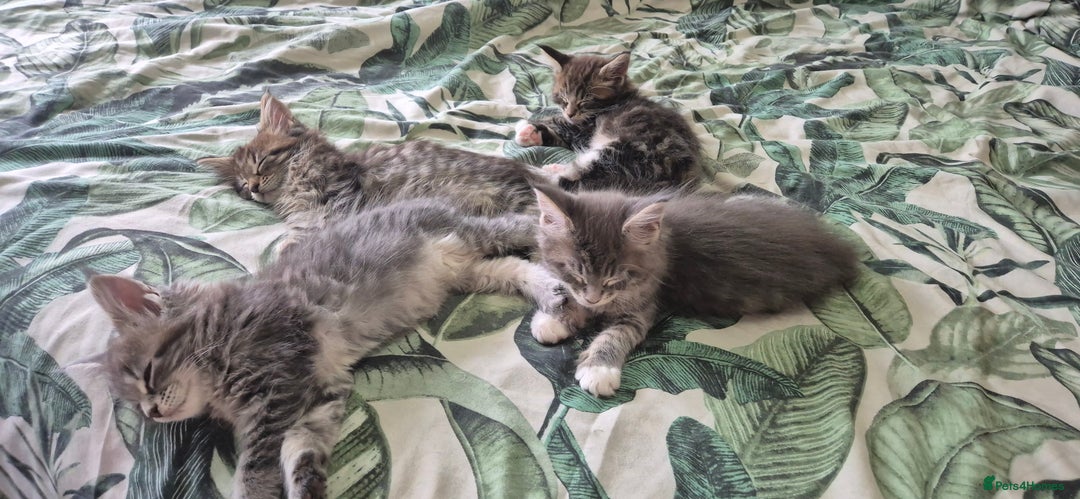 Maine Coon cats for sale: GCCF registered Pedigree Maine Coon Kittens - Advert 7