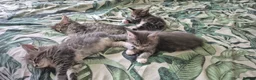 Maine Coon cats for sale: GCCF registered Pedigree Maine Coon Kittens - Advert 7