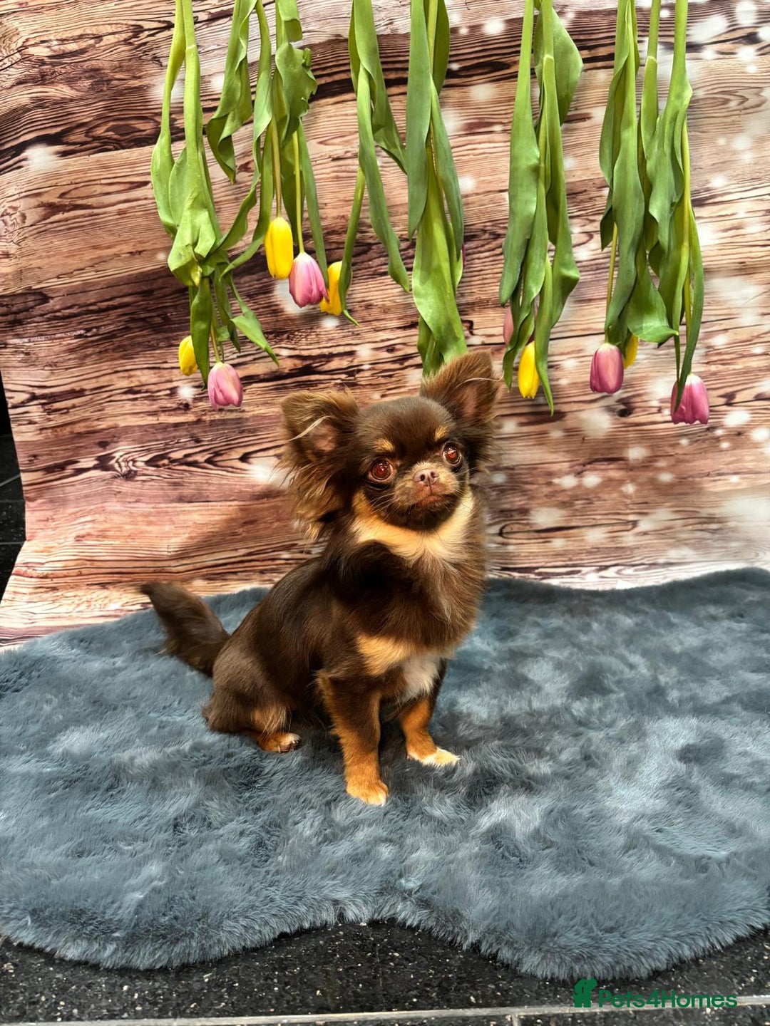 Chihuahua dogs for sale: Tiny kc reg babies!  - Advert 6