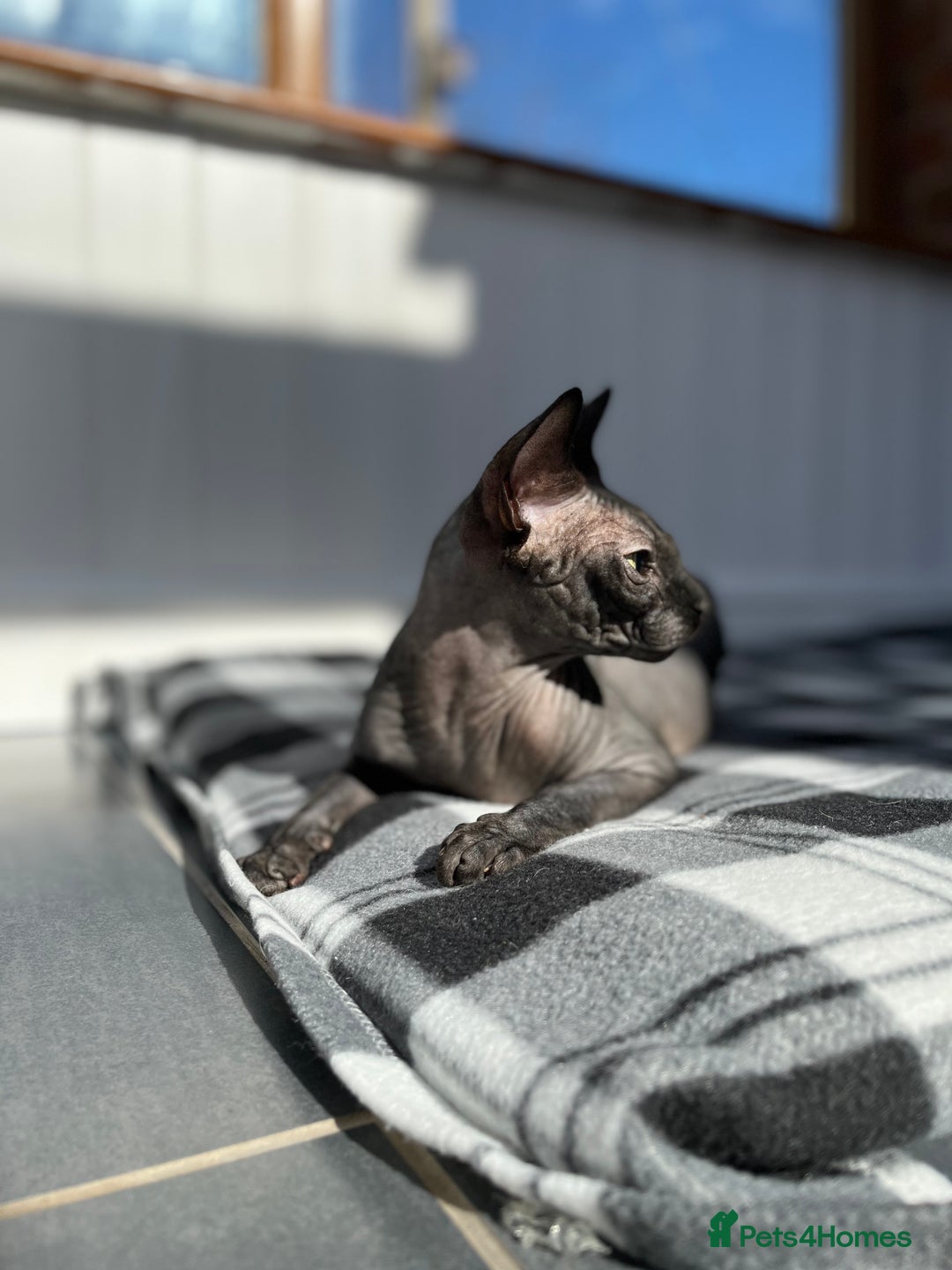 Sphynx cats for sale: Two Sphynx looking for doting home - Image 9