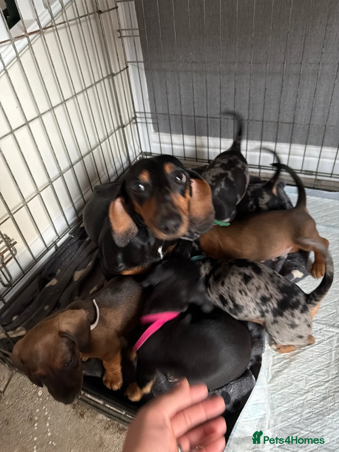 Dachshund dogs for sale: Dachshund puppies  - Advert 22
