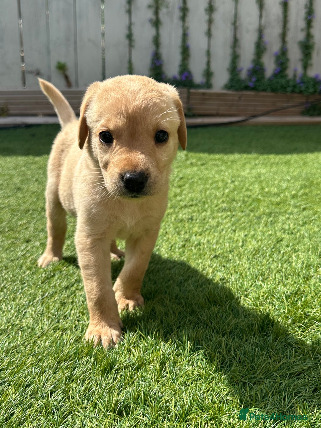 Labrador Retriever dogs for sale: One Beautiful KC Reg Lab Puppy Left- Ready Now - Image 12
