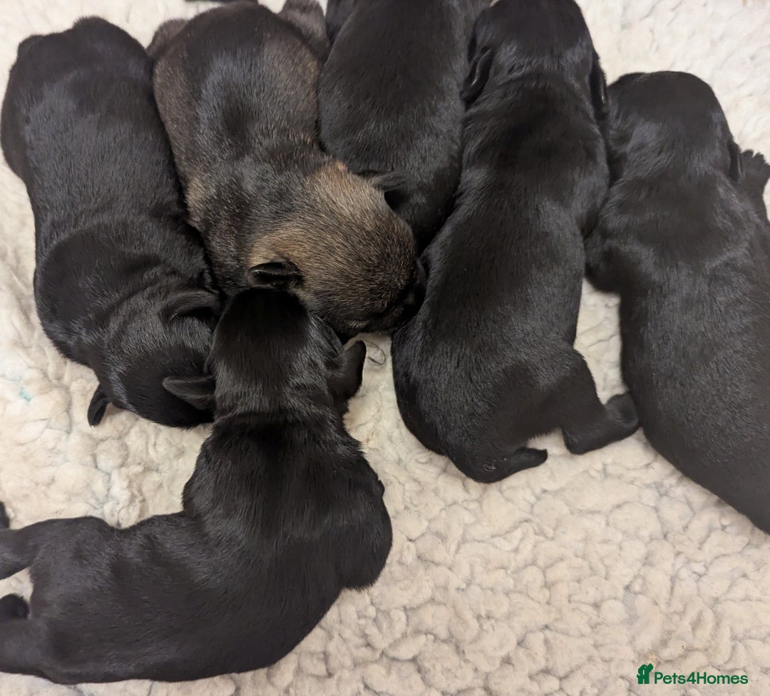 Miniature Schnauzer dogs for sale: Fully Health Tested,Kc Reg'd Mini Schnauzer Pups  - Image 16
