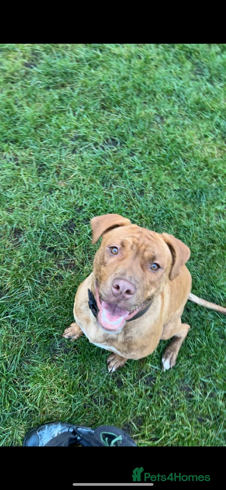 Mixed Breed dogs Mixed breed 8 month old puppy  - Advert 1