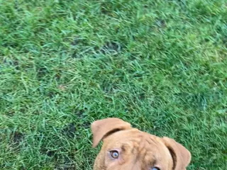 Mixed Breed dogs Mixed breed 8 month old puppy - Advert 17