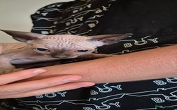 Sphynx cats for sale: Silver elf and black little babies - Image 22
