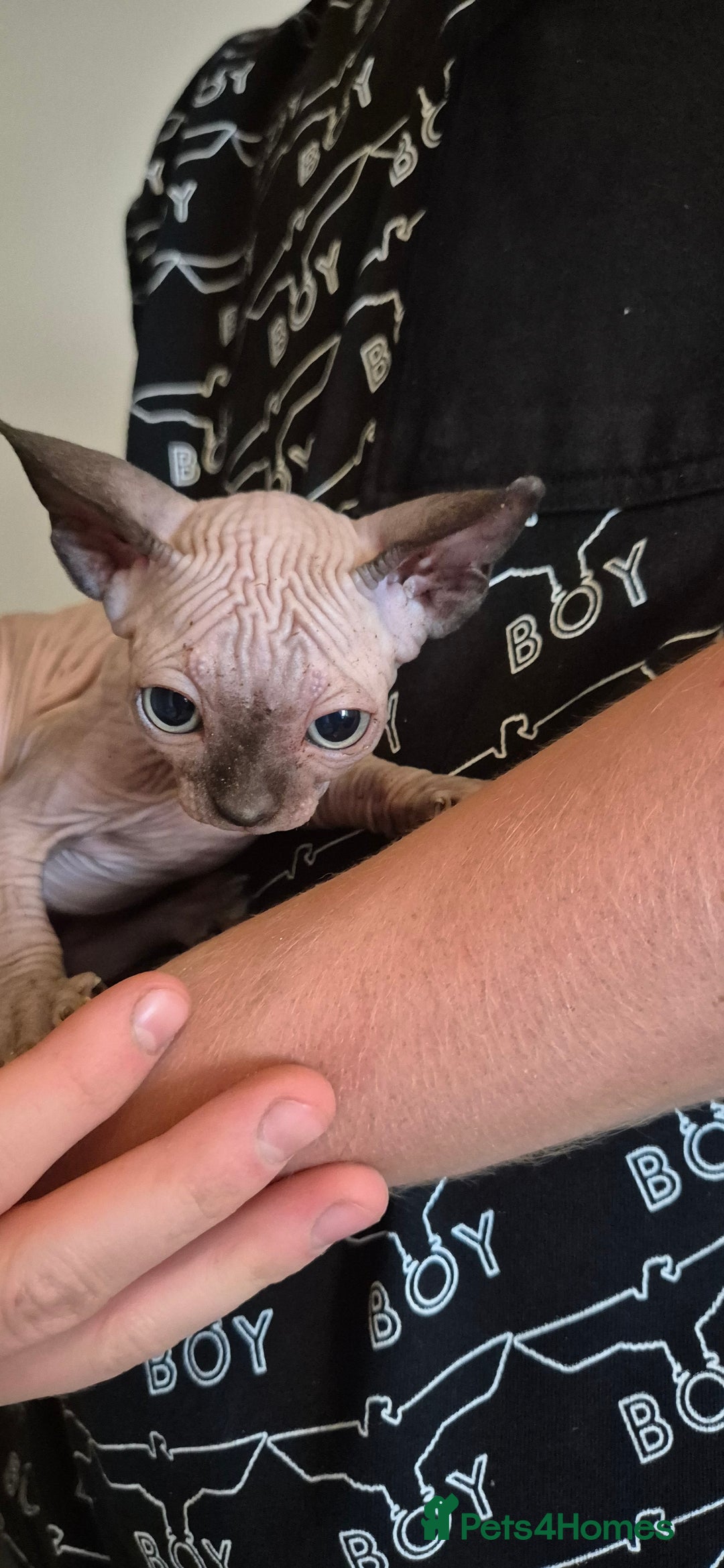 Sphynx cats for sale: Silver elf and black little babies - Image 22