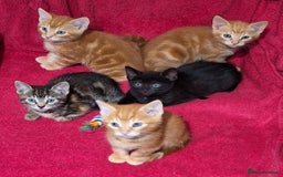 Mixed Breed cats for sale: Amazing, beautiful kittens 3 boys, 2 girls - Image 18