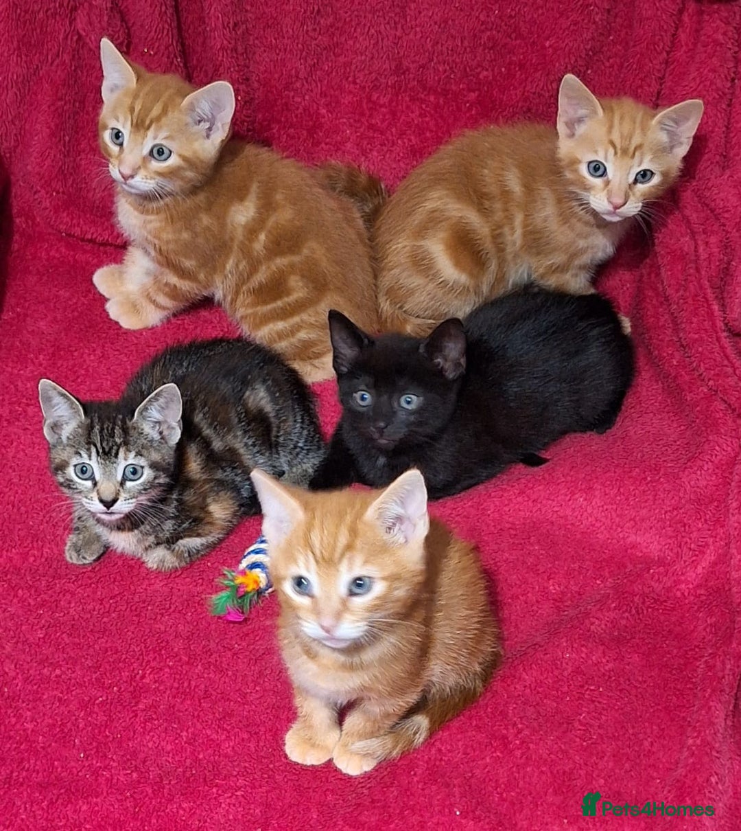 Mixed Breed cats for sale: Amazing, beautiful kittens 3 boys, 2 girls - Image 18