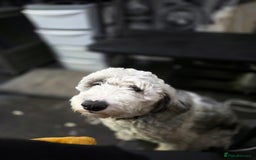 Sheepadoodle dogs for sale: Gorgeous girl  - Image 5