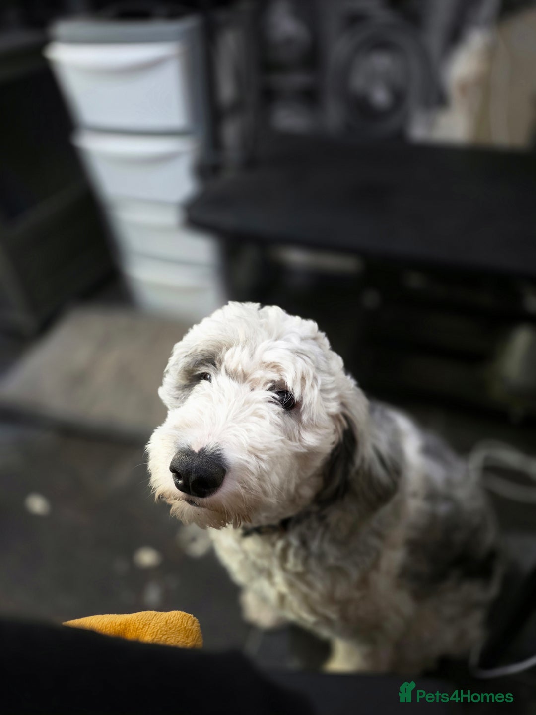 Sheepadoodle dogs for sale: Gorgeous girl  - Image 5