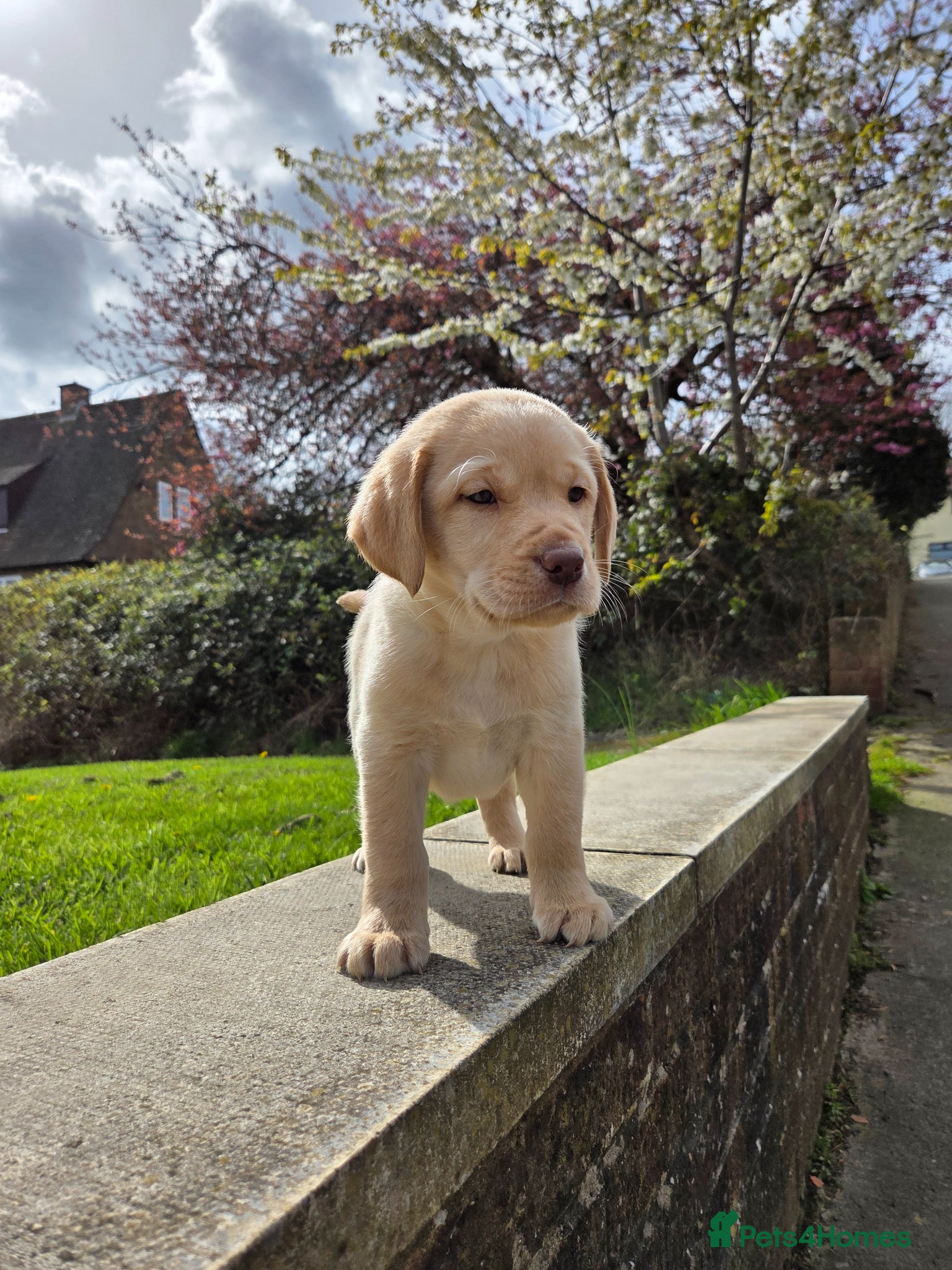 Labrador Retriever dogs Kc Registered quality labrador BOYS AVAILABLE  - Advert 17