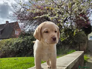 Labrador Retriever dogs Kc Registered quality labrador BOYS AVAILABLE - Advert 17