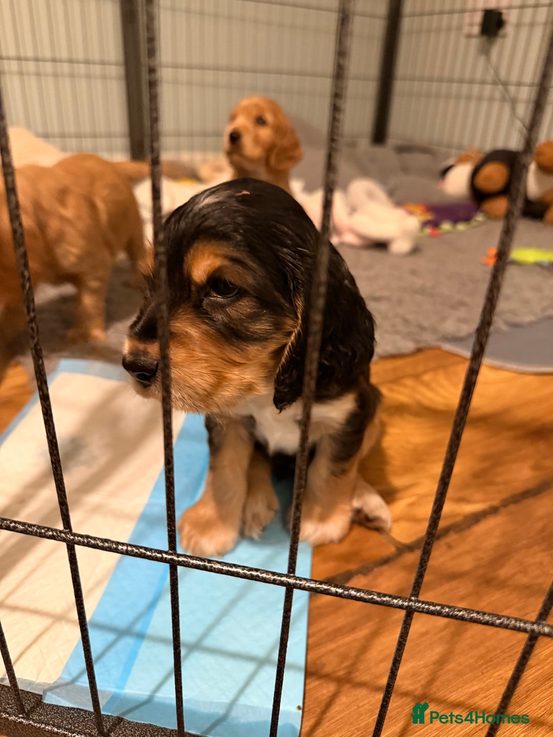 Cocker Spaniel dogs for sale: Show line cocker spaniels - Image 15