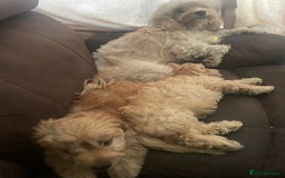 Mixed Breed dogs for sale: Toy Cockapoo puppies - Image 19