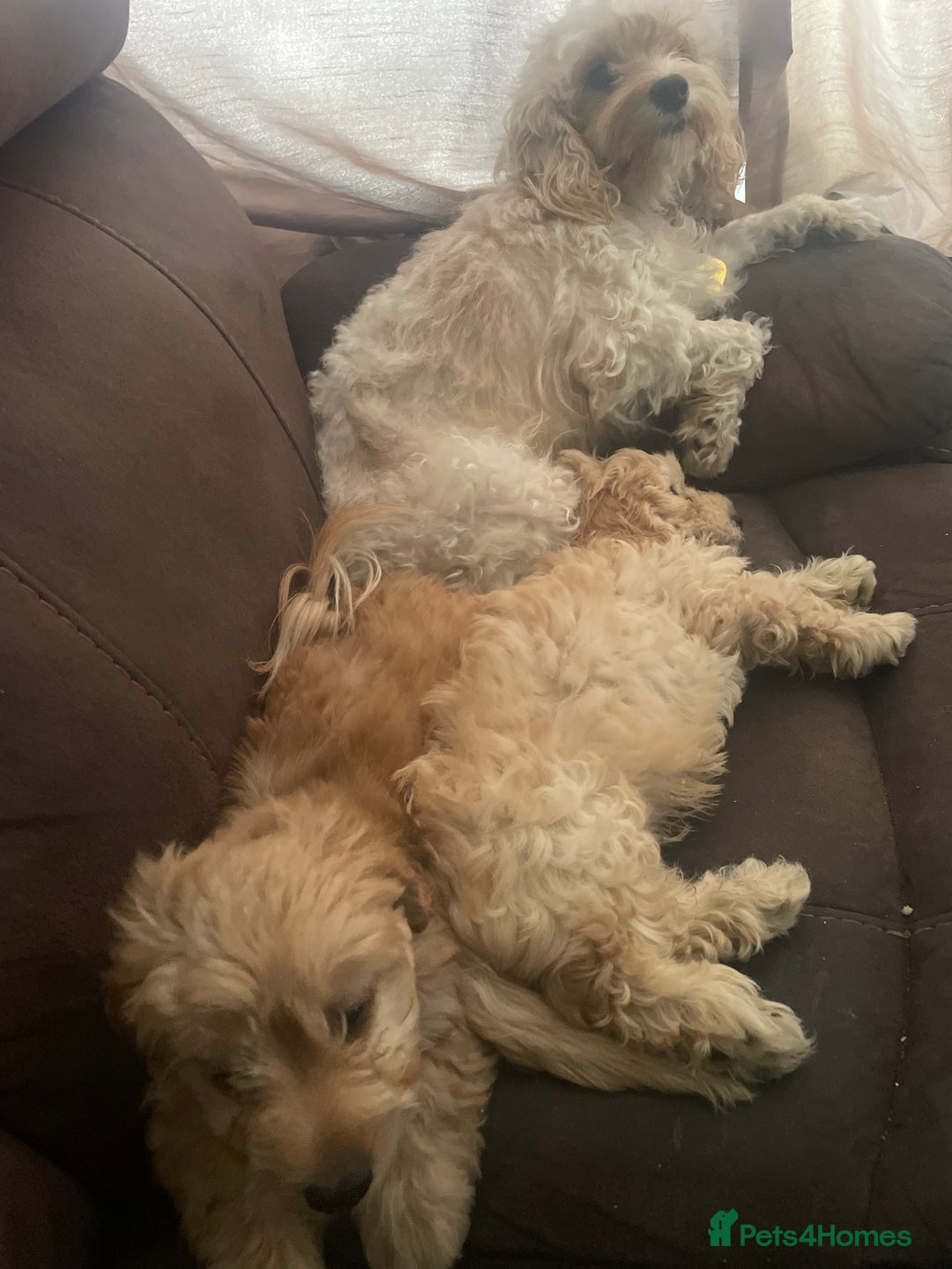 Mixed Breed dogs for sale: Toy Cockapoo puppies - Image 19