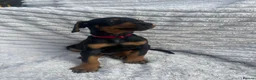 Dobermann dogs for sale: Champion Bloodline Doberman Puppies - Advert 26