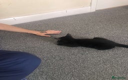 Bombay cats for sale: 10 week old, female kitten  - Image 3