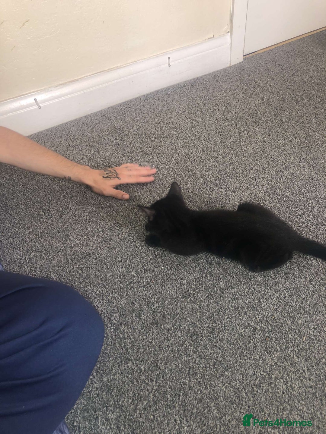 Bombay cats for sale: 10 week old, female kitten  - Image 3