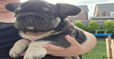 French Bulldog dogs - Advert 12