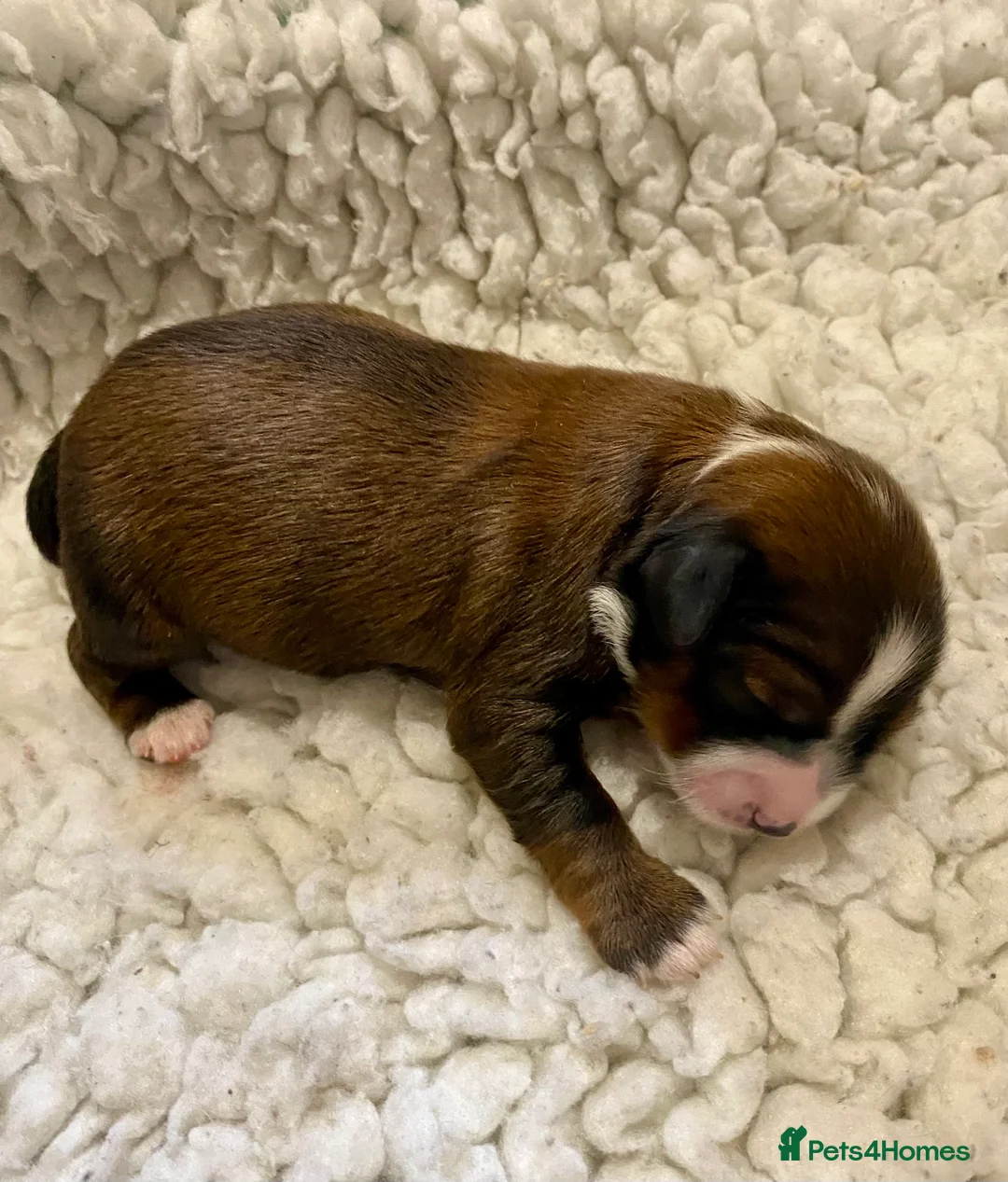 Tibetan Terrier dogs for sale: KC registered Tibetan Terrier pups for sale - Advert 6