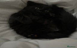 British Longhair cats for sale: Longhair Kitten 🐈‍⬛ 🖤!!(REDUCED BY £100) - Image 9