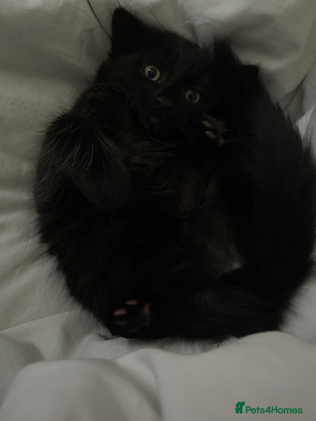 British Longhair cats for sale: Longhair Kitten 🐈‍⬛ 🖤!!(REDUCED BY £100) - Image 9