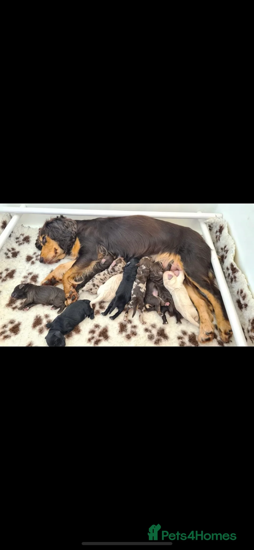 Miniature Poodle dogs for stud: Miniature poodle blue merle for stud in Bradford - Advert 25