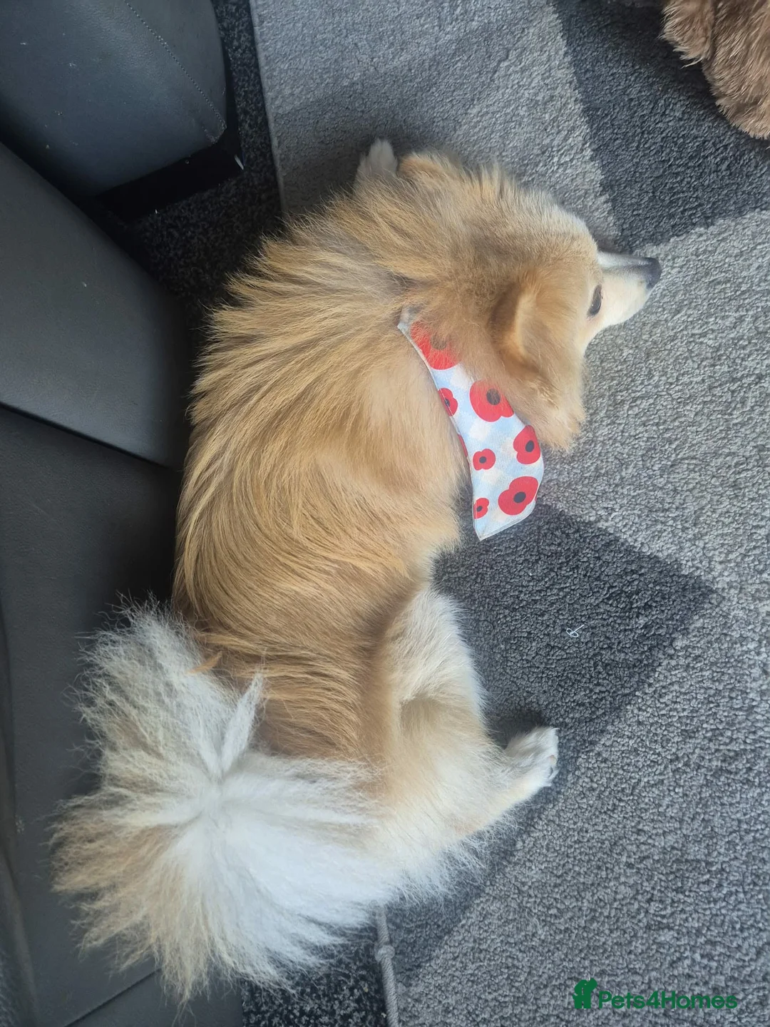 Pomeranian dogs for sale: 1 year old pomeranian  - Advert 5