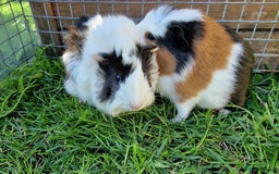 Guinea Pig rodents for sale: Male Guinea pigs, Ip3 - Image 5