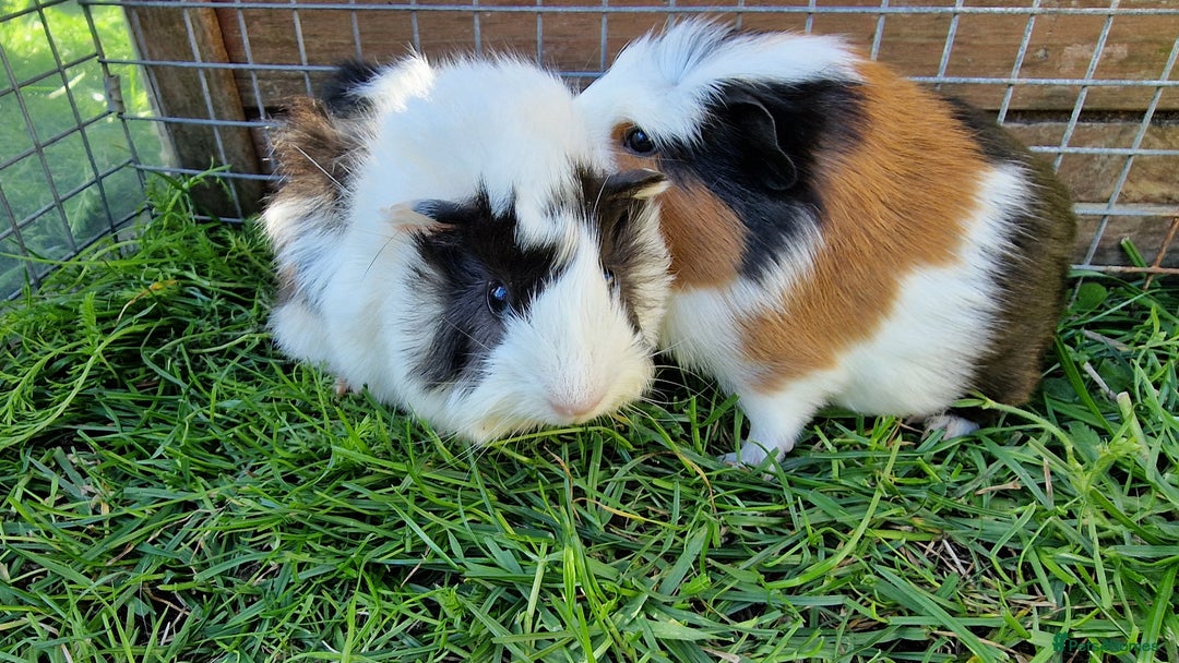Guinea Pig rodents for sale: Male Guinea pigs, Ip3 - Image 5