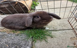 Mini Lop rabbits for sale: pure bred mini lop boy available  - Image 1