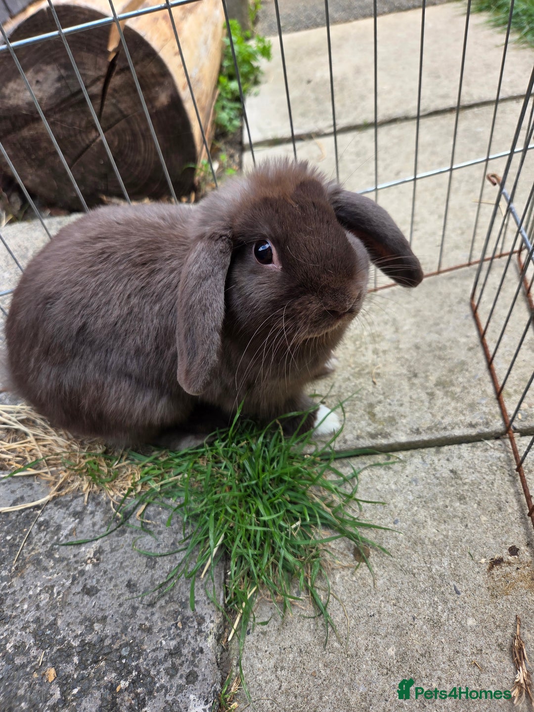 Mini Lop rabbits for sale: pure bred mini lop boy available  - Image 1