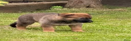 Mixed Breed dogs for sale: Belgium shepherd x German Shpherd - Advert 4