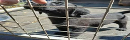 Labrador Retriever dogs for sale: pedigree Labrador puppys - Advert 4